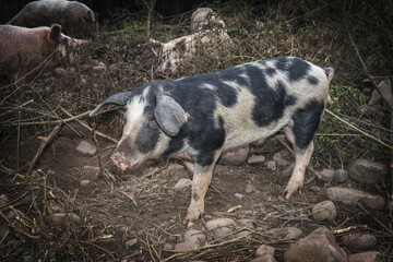 portrait of a pig