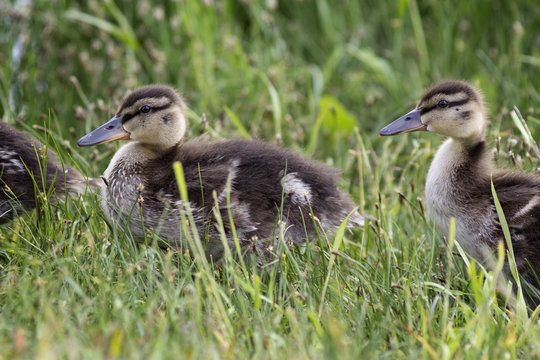 Two little duckling walking on the grass