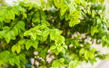 Fototapeta na wymiar different green bushes and herbs background