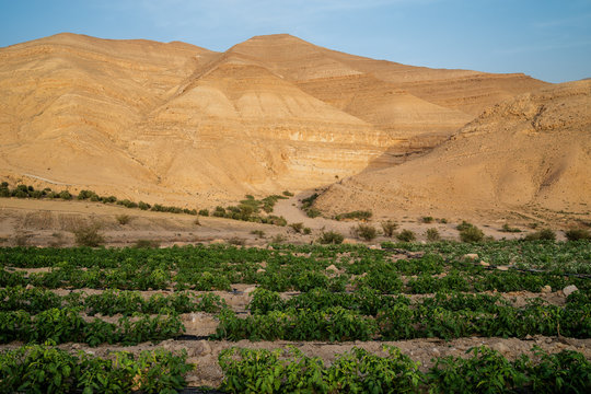  Mountain landscape in Jordan desert.