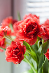 Red tulips closeup