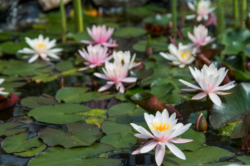 lotus flower background