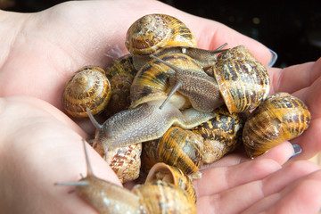 Heap of snails in woman's hands.