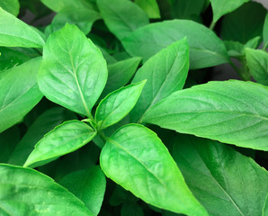 Basil Leaves