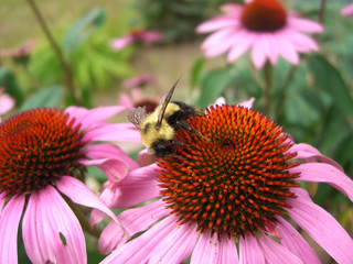 Busy bee covered in pollen on pink flower macro