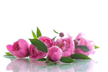beautiful pink peonies