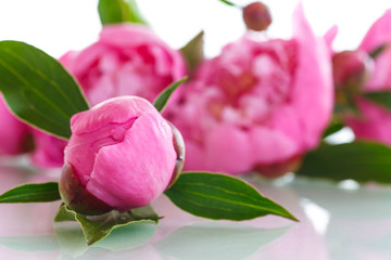 beautiful pink peonies