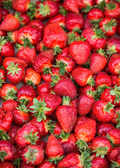 Many of ripe red strawberry