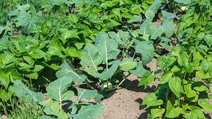 Kohlrabi auf einem Gemüsebeet im Garten