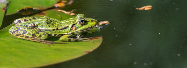 Teichfrosch bzw. Wasserfrosch (Pelophylax esculentus) sitzt auf dem Blatt einer Seerose