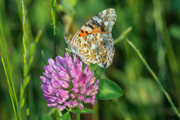 Distelfalter (Vanessa cardui) auf einer Kleeblüte auf einer grünen Wiese