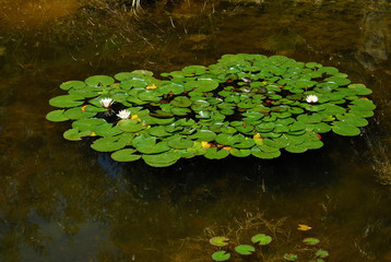 Obraz na płótnie Canvas Nenúfar, loto, planta acuática, estanque, agua, flores