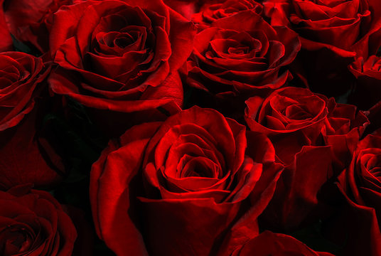 red scarlet roses on a black  background. Bouquet of roses