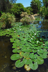 Fototapeta na wymiar Nenúfar, loto, planta acuática, estanque, agua, flores, flor, jardín, paisaje