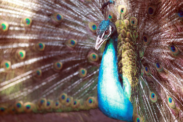 Beautiful peacock