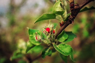 pink bud on a blurred background. Spring leaves of the tree.