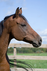 Naklejka premium Bay Arabian Horse Headshot – A headshot of a bay Arabian horse. Fence and pasture in background.