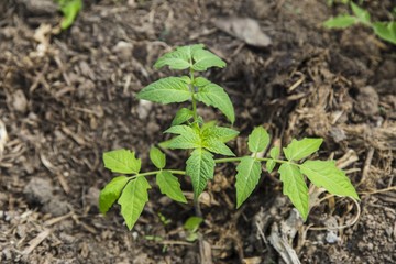 Peper seedling in greenhouse
