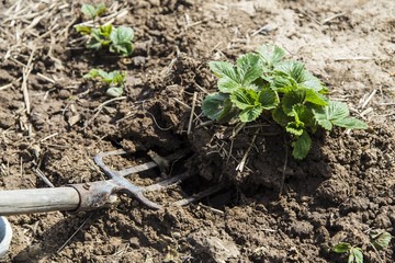 Digging spring soil with pitchfork