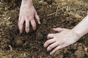 Woman hands digging ground