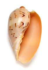 Seashell of Cymbiola