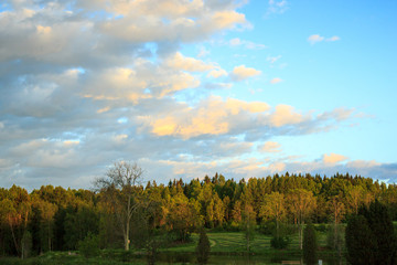 evening sky over the forest in Sweden