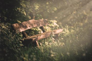 Sun shines a bench in the nature forest, and trees