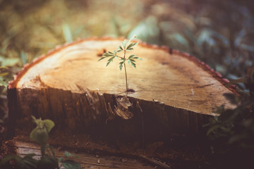 Little plant on the cutted tree in the forest, and sun light