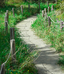 Einsamer, ruhiger Wanderweg inmitten eines grünen Waldes 