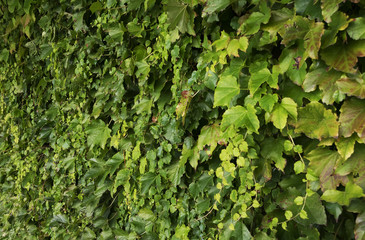 Green leaves wall background