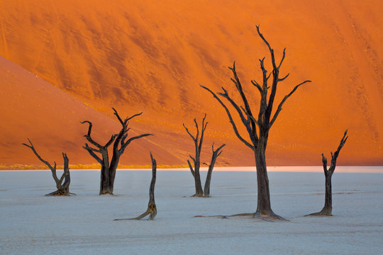 Dead trees of Deadvlei, Namibia