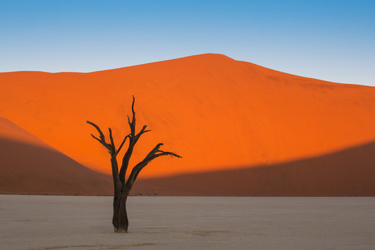 Camelthrorn tree at Deadvlei