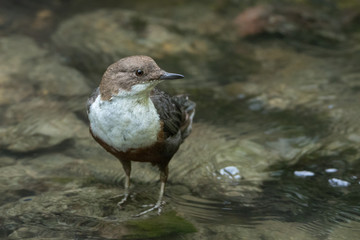 Wasseramsel