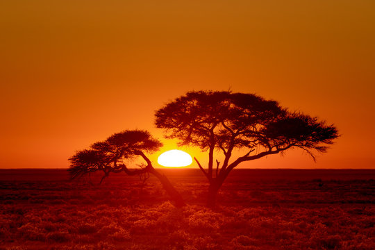 Sunrise through an Acacia tree, Etosha National Park, Namibia