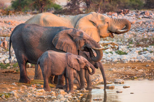 A family of African elephants at a water hole, Etosha National Park, Namibia