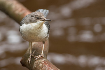 Wasseramsel Jungtier
