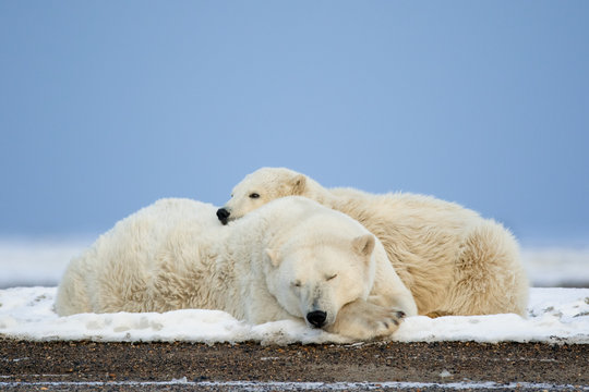 Polar bears, Barter Island, Arctic National Wildlife Refuge, Alaska USA