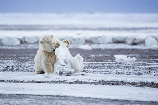Polar bear cub playing with chunk of ice, Barter Island