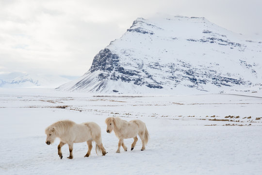 Icelandic horses in landscape