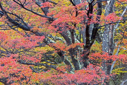 Lenga trees in peak autumn color