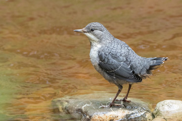 Wasseramsel Jungtier
