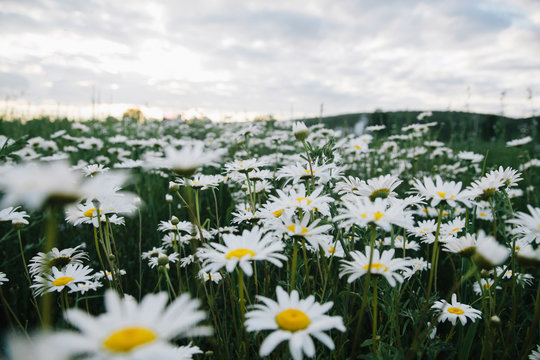 Field of Daisies
