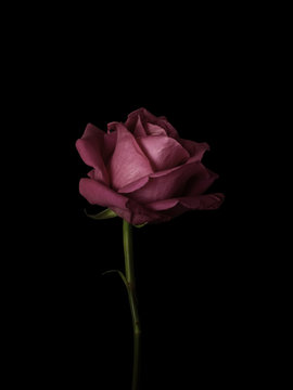 Single rose against plain background, overhead view