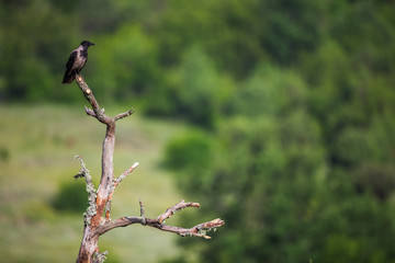 Jackdaw on branch over green background
