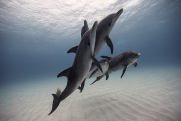 Dolphins underwater in sea 