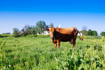 Curious cow on the meadow in summer sunset