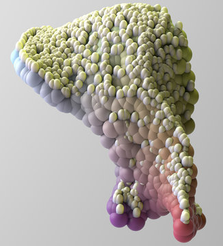 Formazione di batteri su un tessuto organico, corpo umano