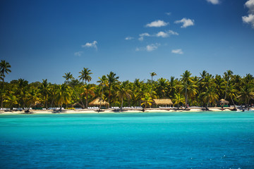 Palm trees on the tropical beach