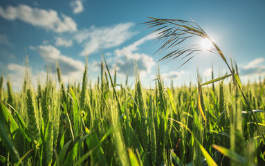 Green wheat field and sunny day