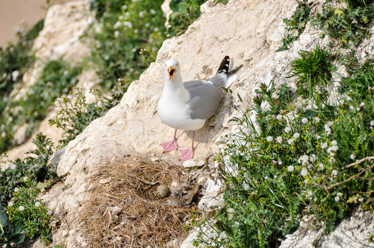 Seagull and its nest
